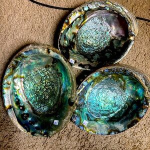 Iridescent Abalone Shell with Natural Pearl Formation